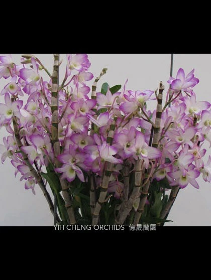 Den.Sakura 'Hime'