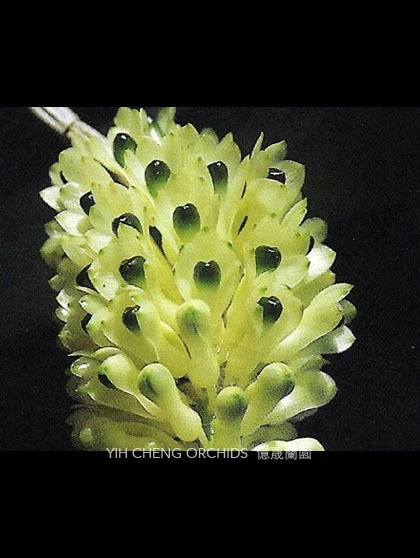 Den.smillieae var.album x sib