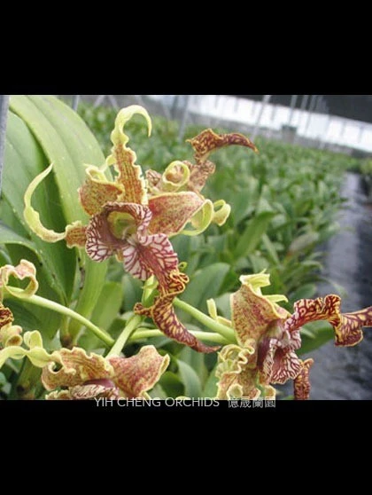 Den.spectabile