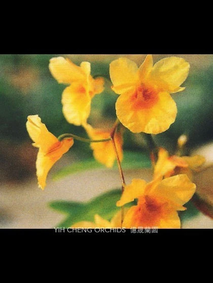 Den.Golden Aya