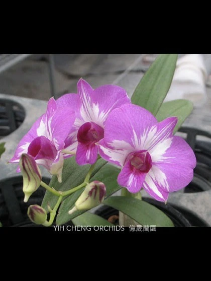 Den.Phok Bong x Den.Little Princess