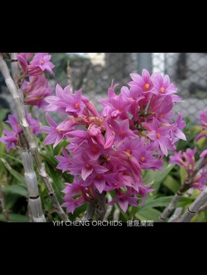 Den.miyakei
