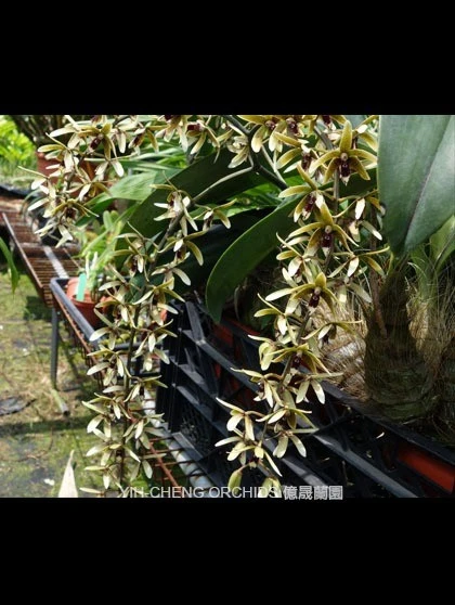 Den.munificum