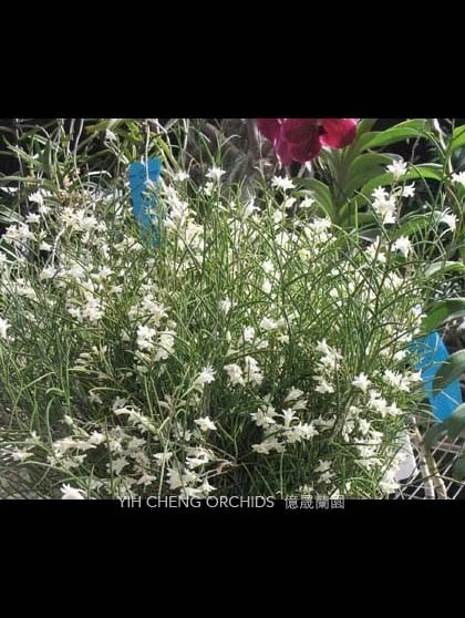 Den.equitans