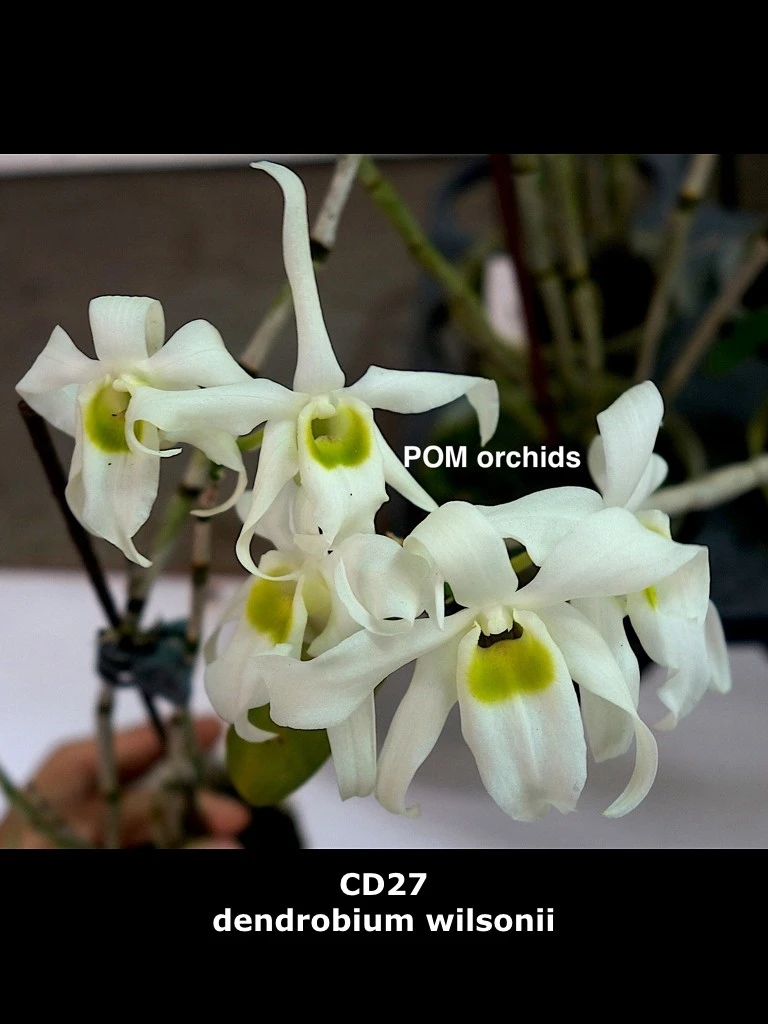 Dendrobium wilsonii
