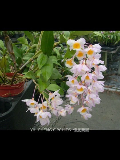 Den.farmeri