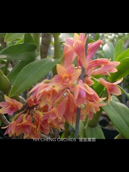 Den.usitae (Den.miyakei x Den.bullenianum)