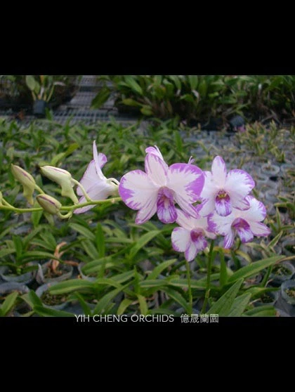 Den.compactum Pink