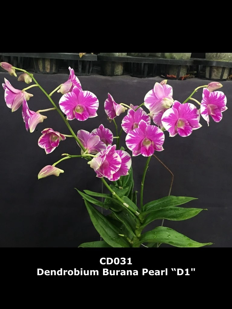 Dendrobium Burana Pearl ‘D1’