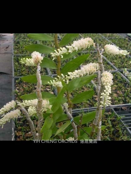 Den.secundum alba