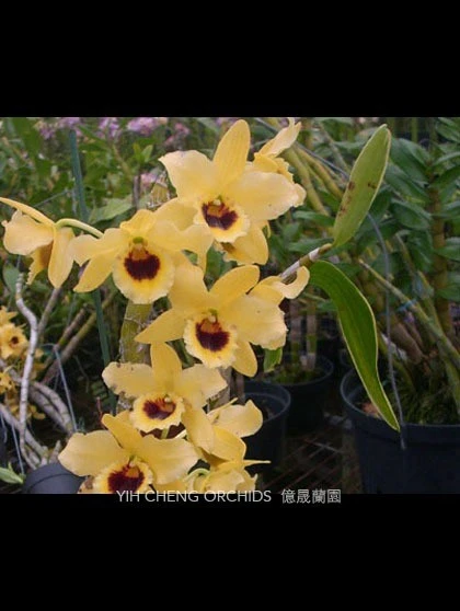 Den.Golden Blossom Kogane