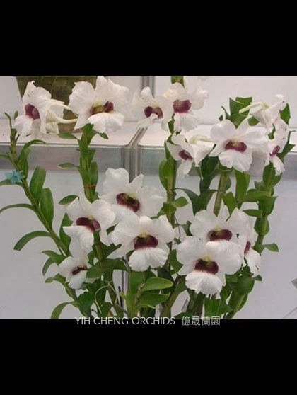 Den.Thomas Warne (Den.sanderae x Den.silver bells)