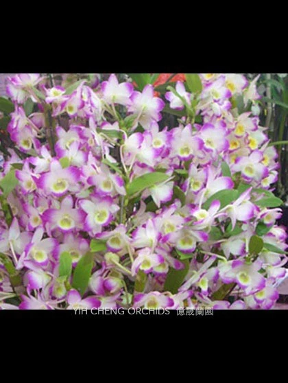 Den.Spring Rose