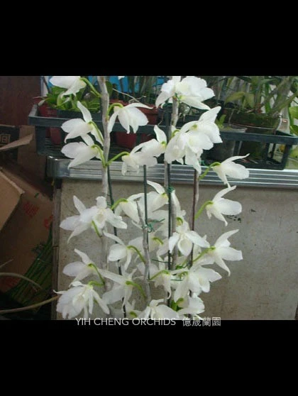 Den.anosnum