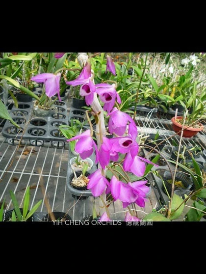 Den.parishii