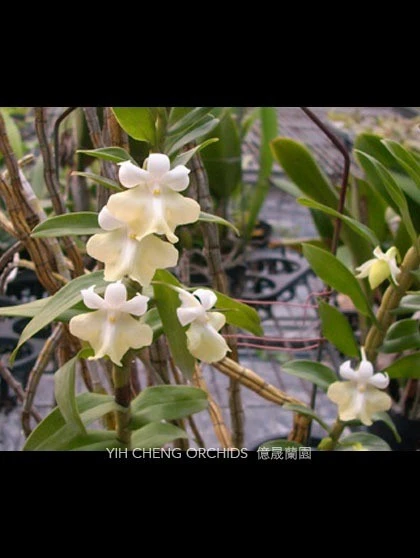 Den.uniflorum