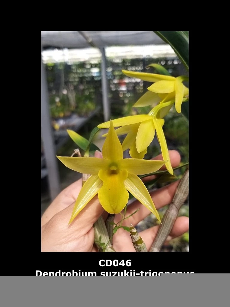 Dendrobium suzukii-trigonopus