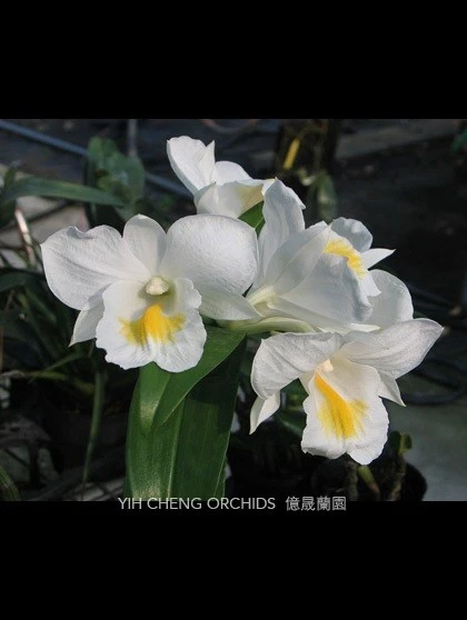 Den.formosum