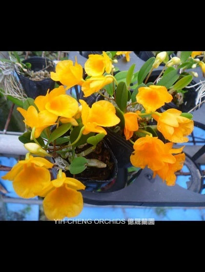 Dendrobium jenkinsii