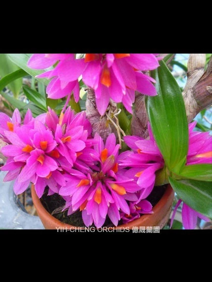 Den.Hibiki