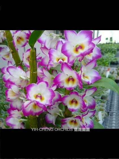Den.Nobile-Lucky Angel 'Smash' 8