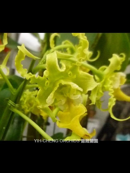 Den.spectabile var alba