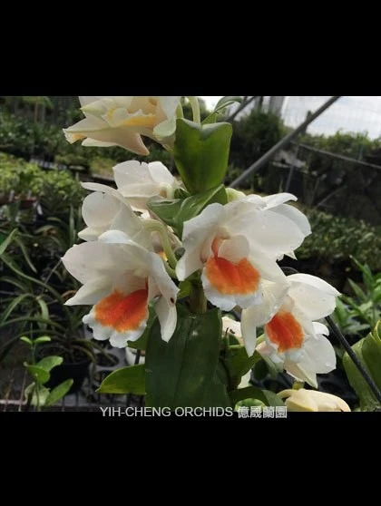 Den.Roongkamol