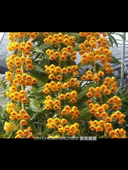 Den.chrysanthum