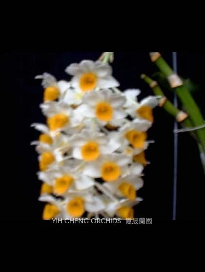 Den.thyrsiflorum