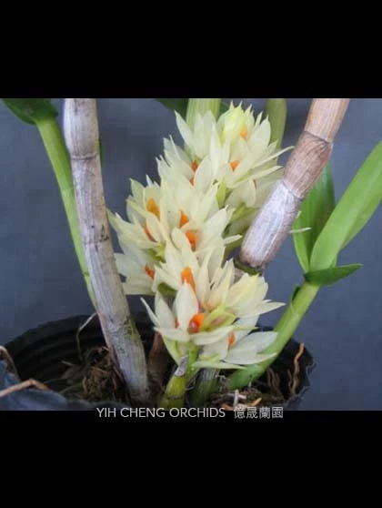 Den.bracteosum 'White'