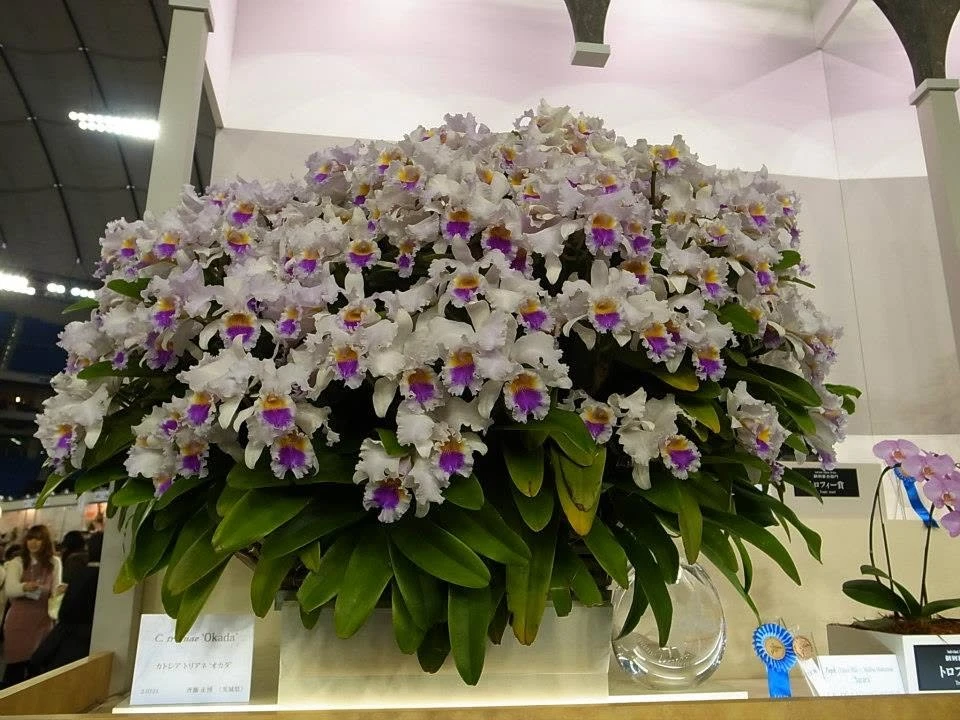 2013 Japan International Orchid Festival
