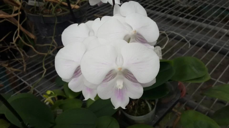 P.Yu Pin Eastern Island x phal.Nan kung's 4.55 pm