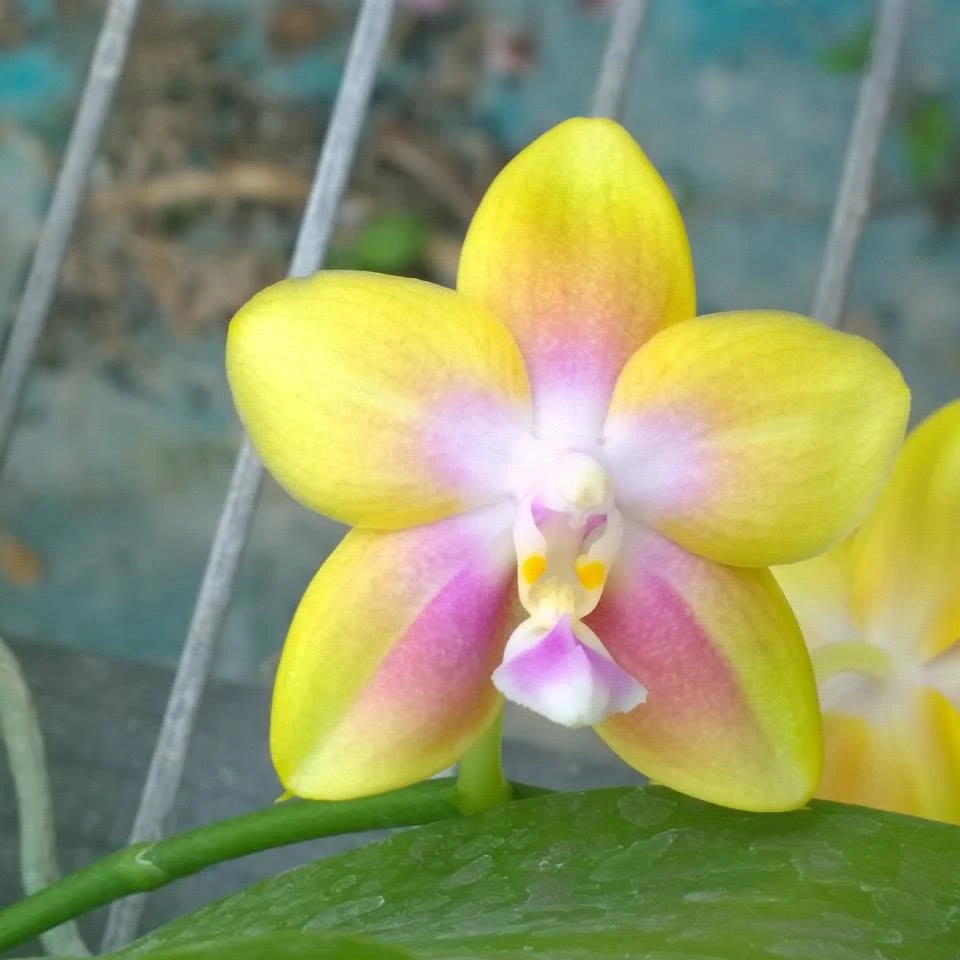 P.CTL Christopher