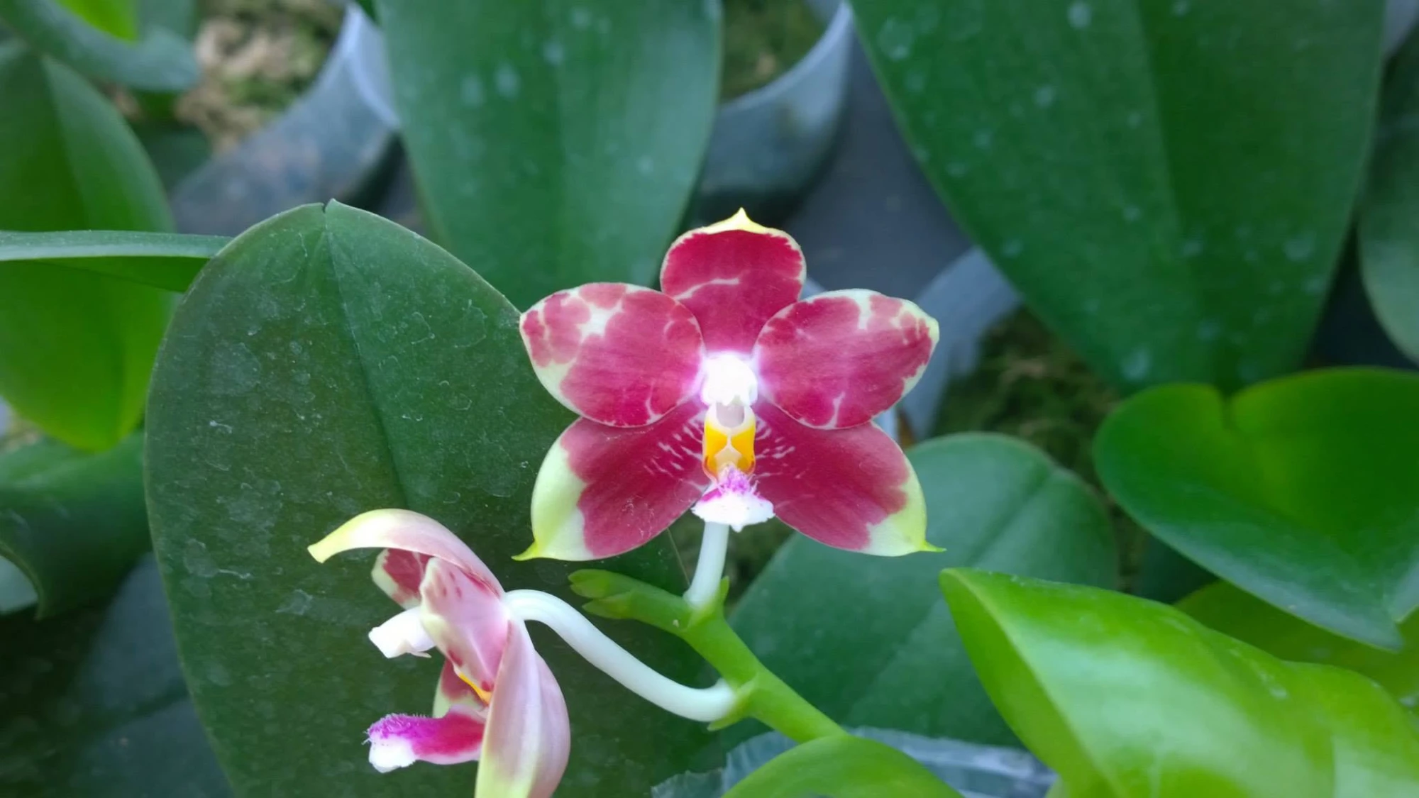 Phal. K S super zebra
