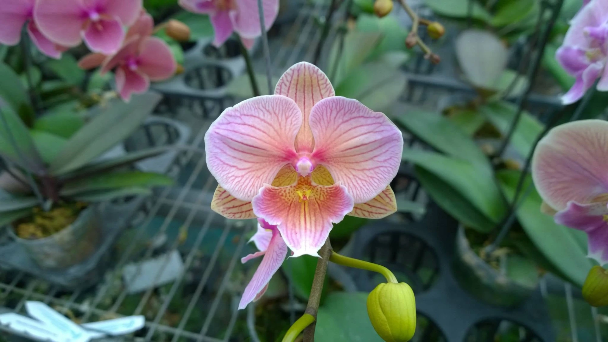 Phal. Yu Pin fireworks x Dtps. Sin Yuan Golden Beauty
