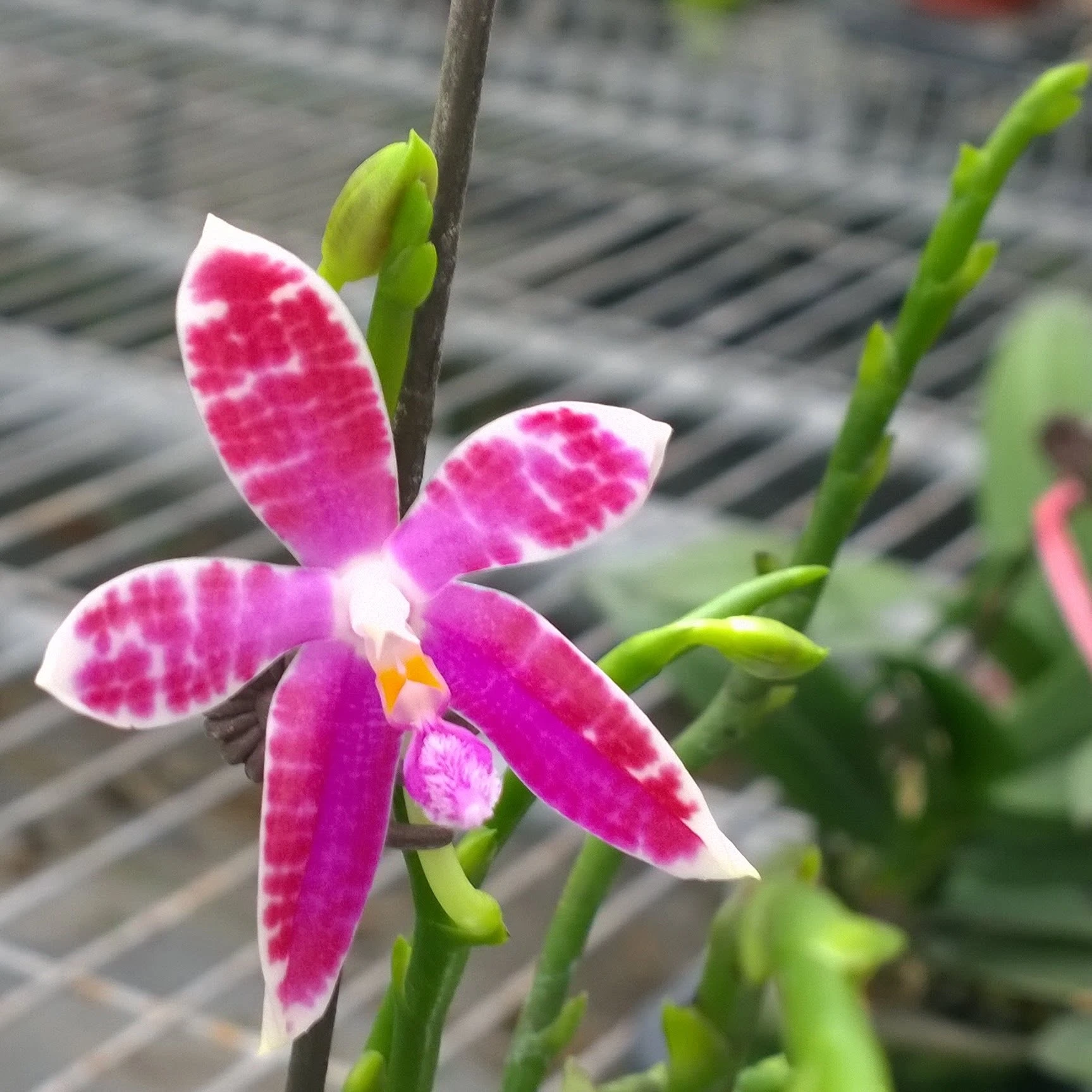 Phal. Chienlung Corningosa