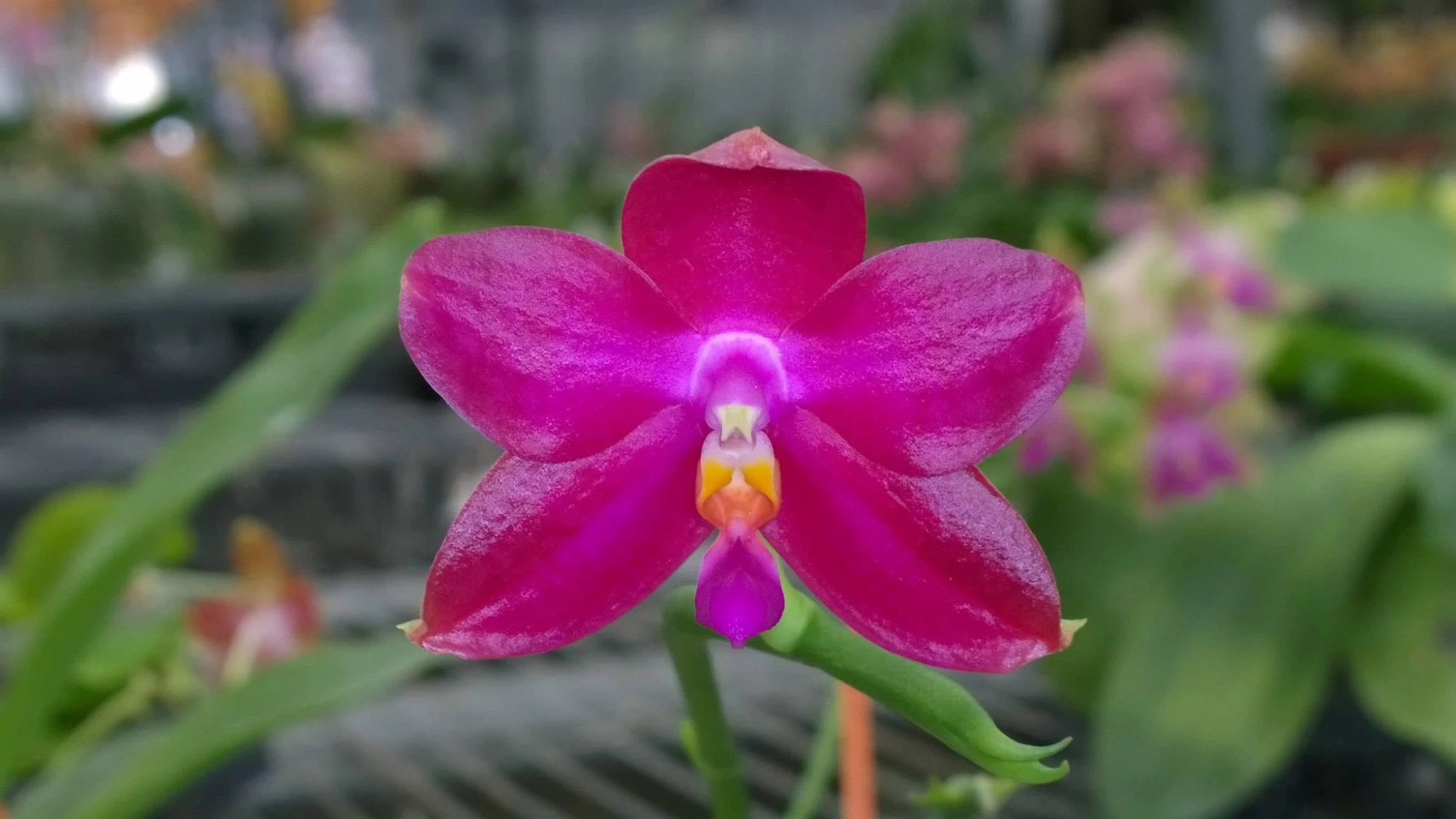 P.Crimson Cerub 