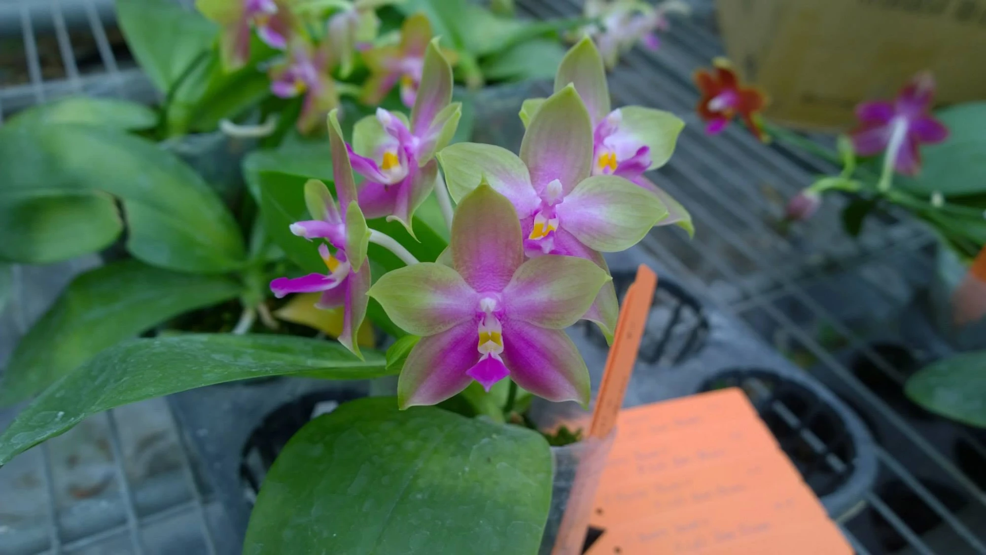 P.Buena Jewel x P.Ld's Bear Queen