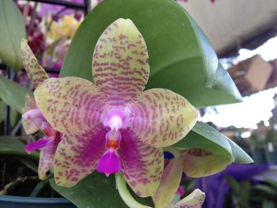 Phal.mok choi yew