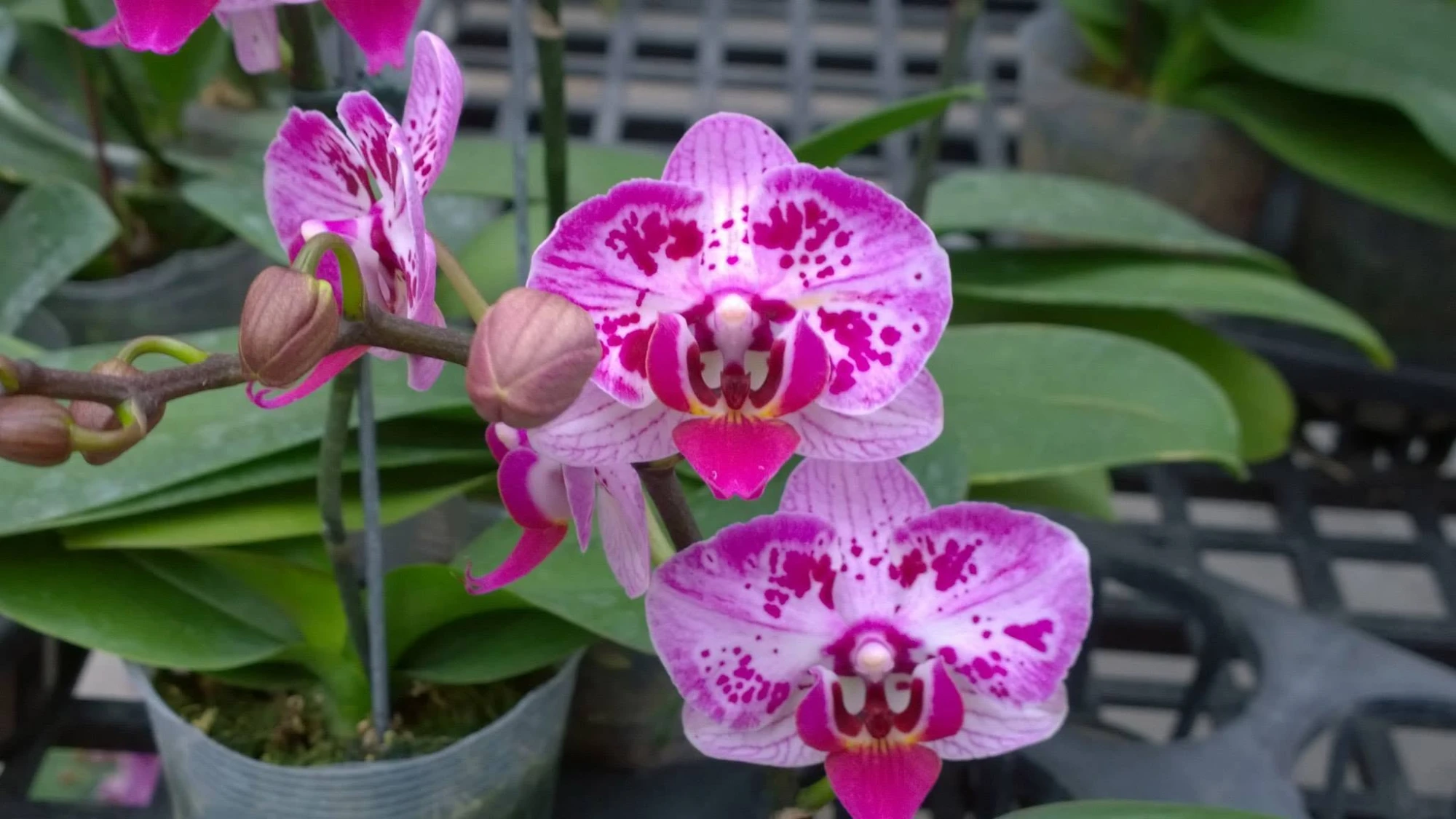 Phalaenopsis Dream Diamond