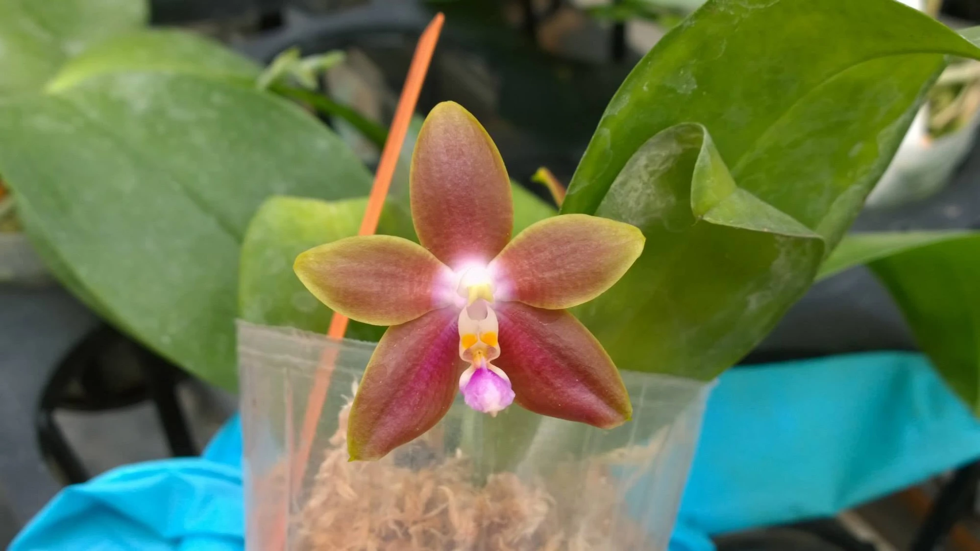Phal.Dragon's fire