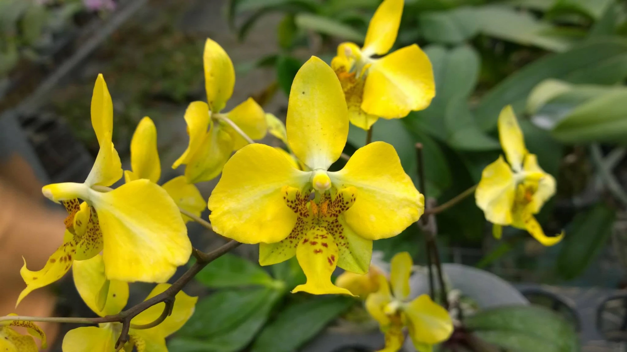 Phal. stuartiana