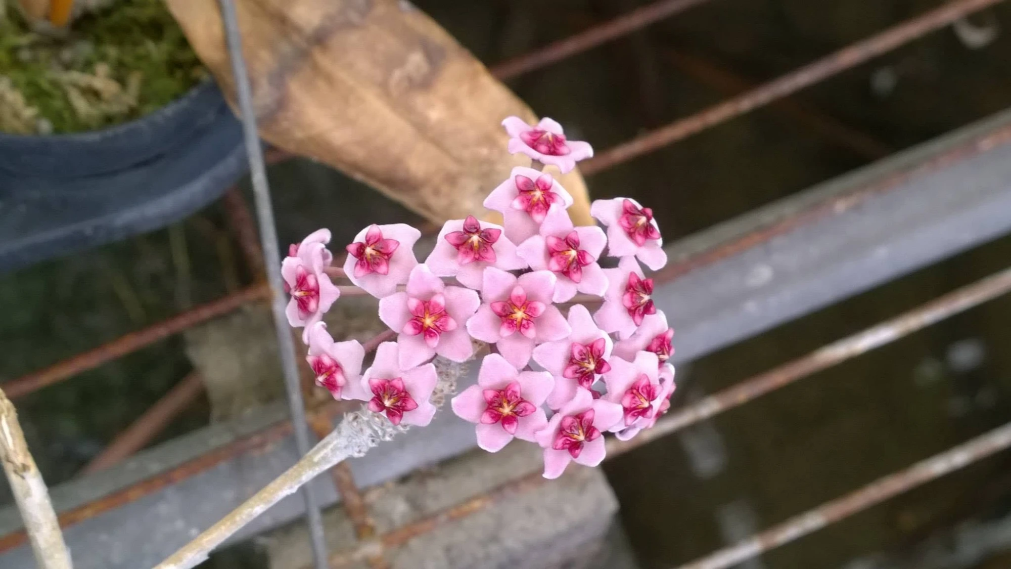 Hoya