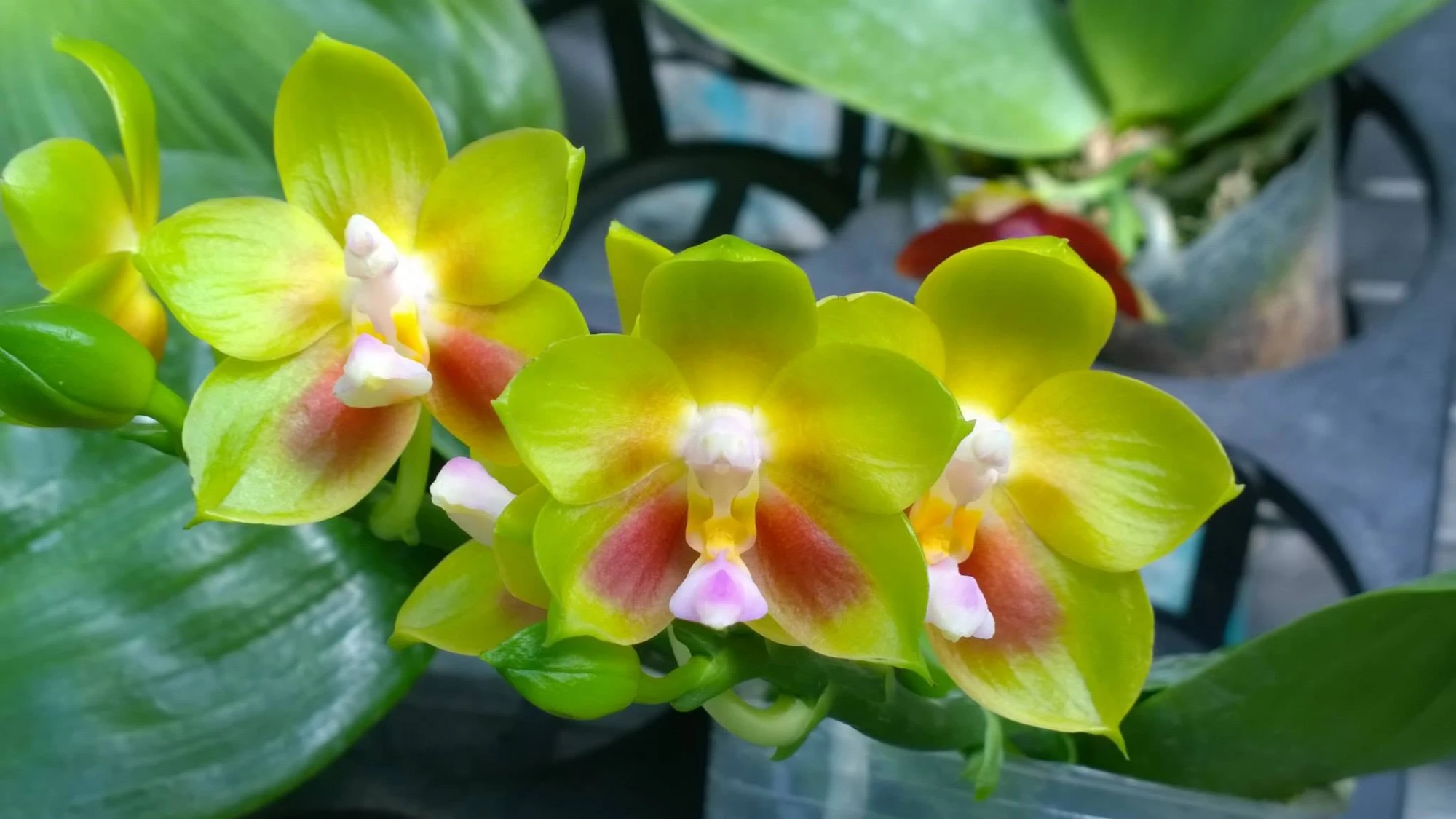 P.Joy Spring Canary