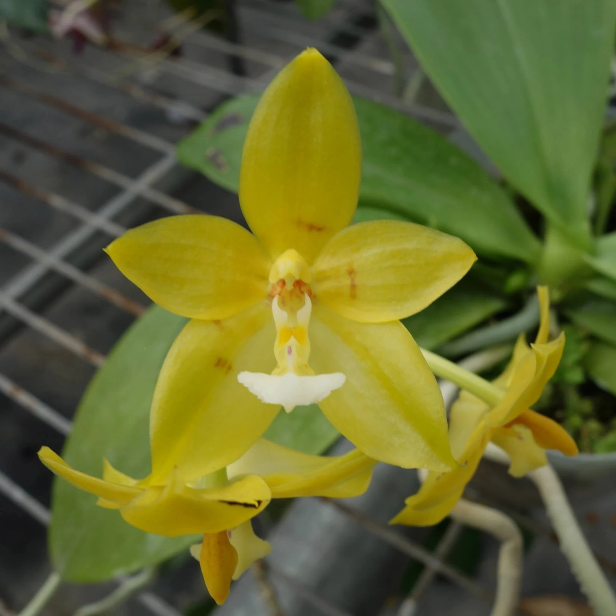 P.cornu-cervi x P. Tsay's Evergreen