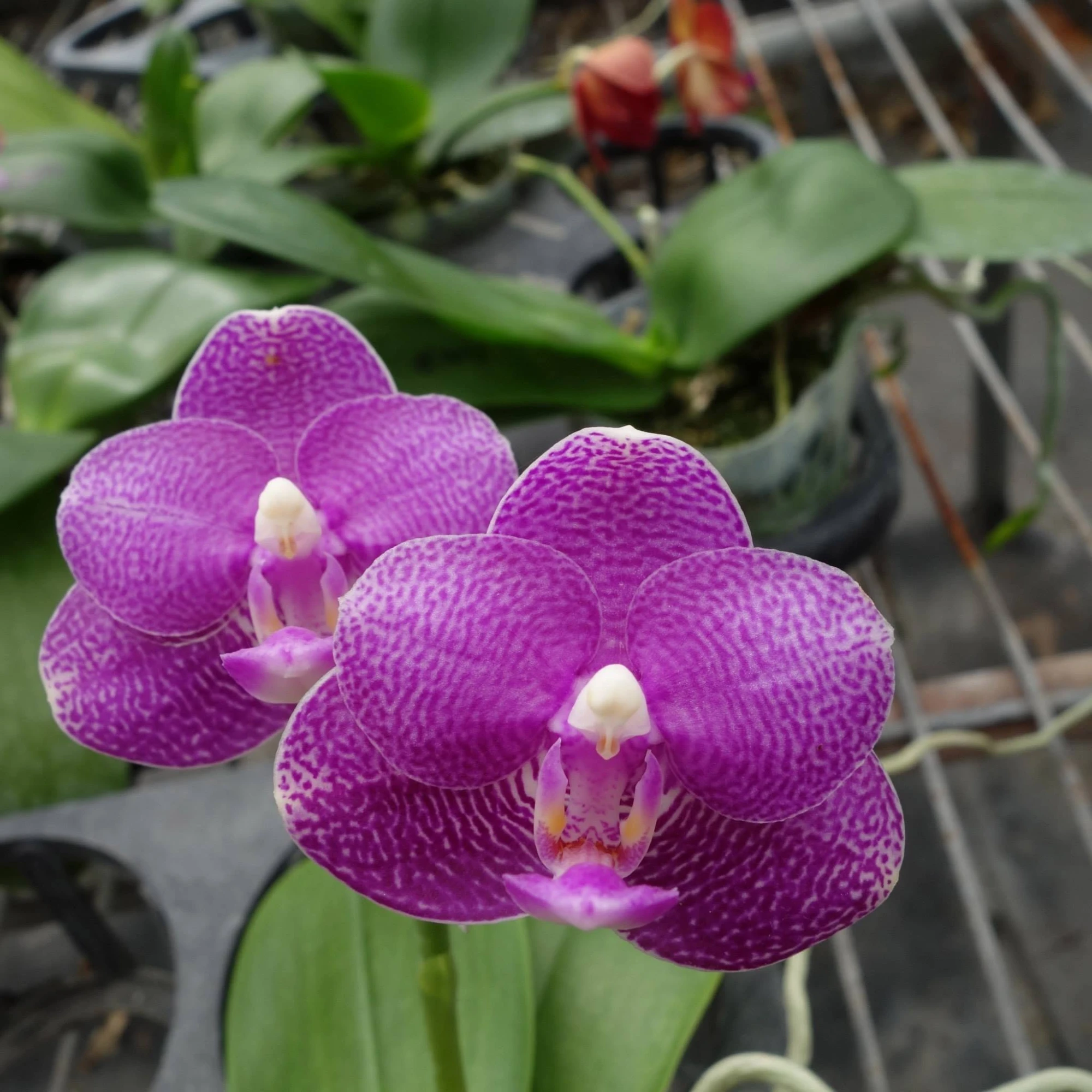P.Pulcherrima x P.Violacea