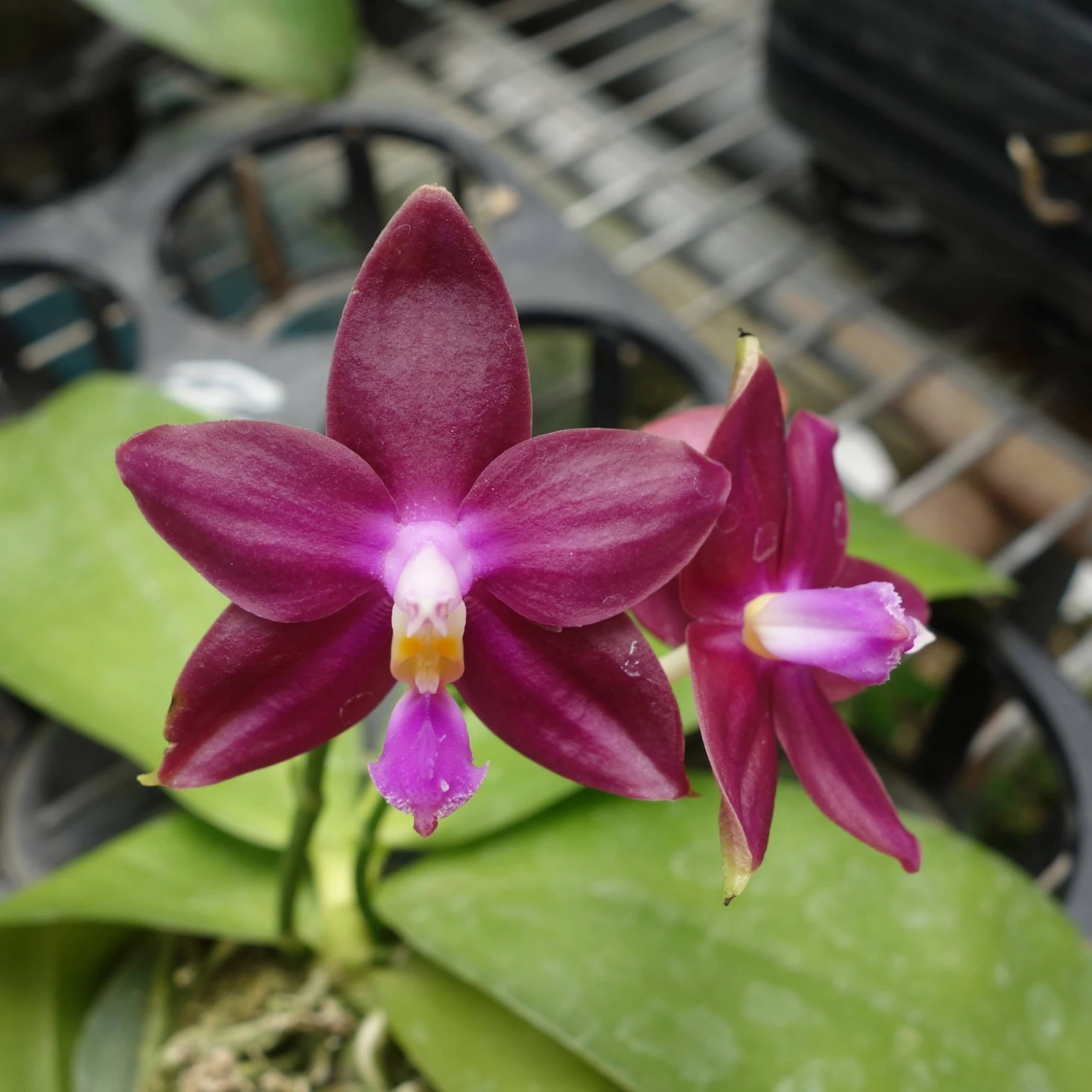 P.(Germaine Vincent x Black Eagle)