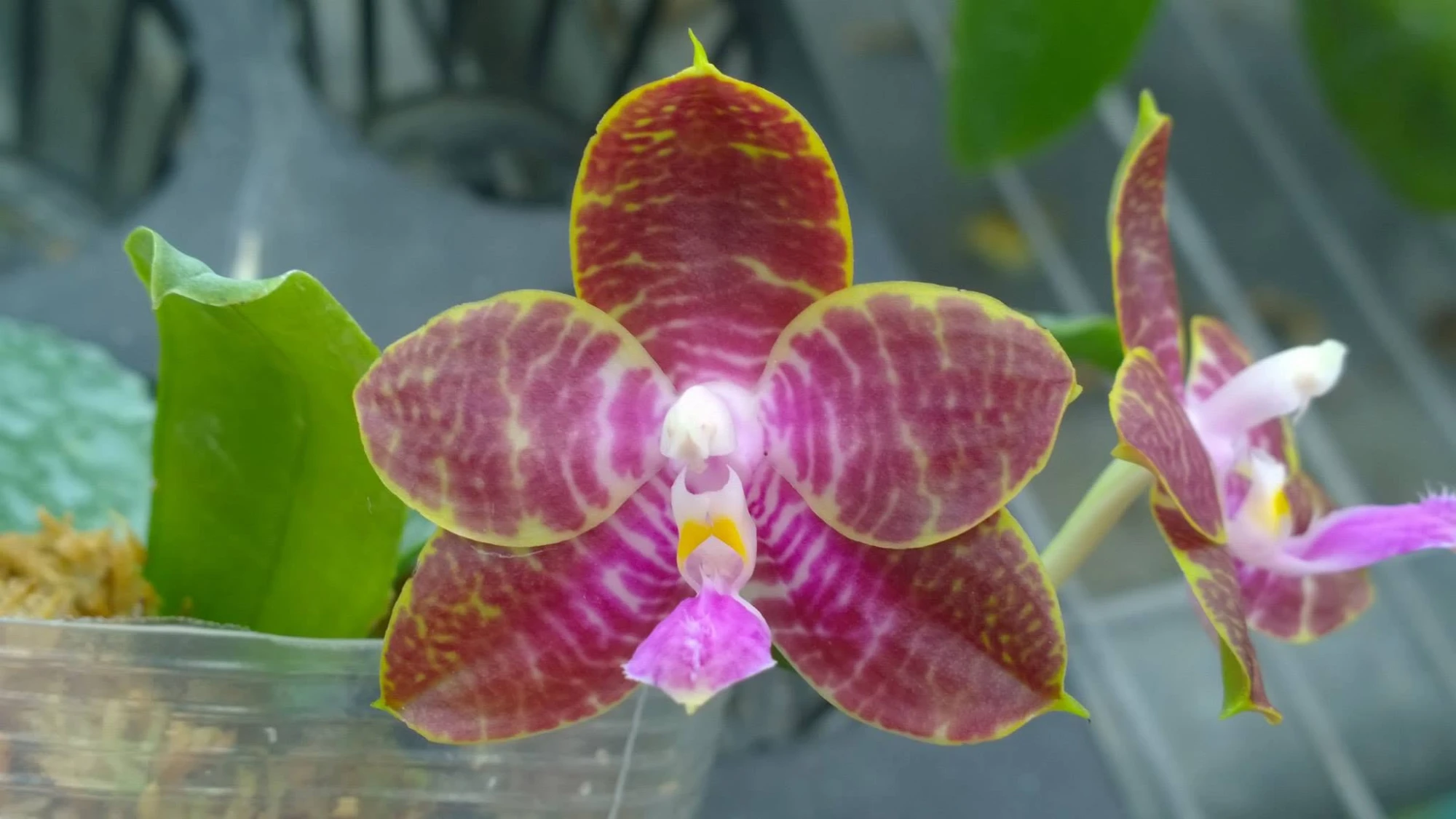 RW305 Phal. Zheng Min Tyrannosaurus