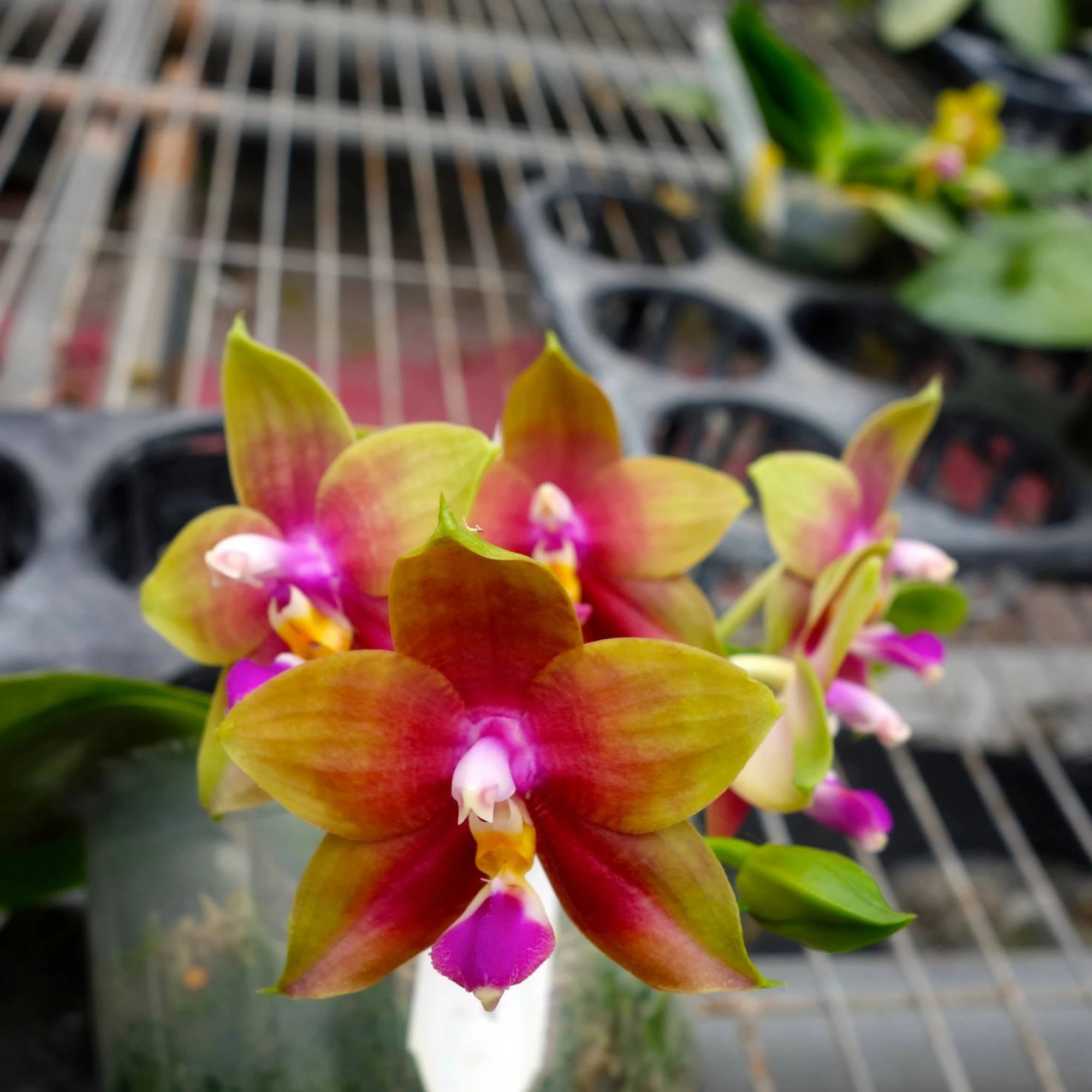 673 P.(Buena Jewel x amboinensis) x P.Ld's Bear Queen