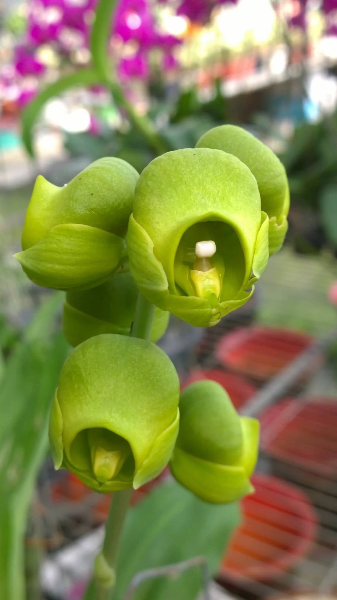Interesting orchids